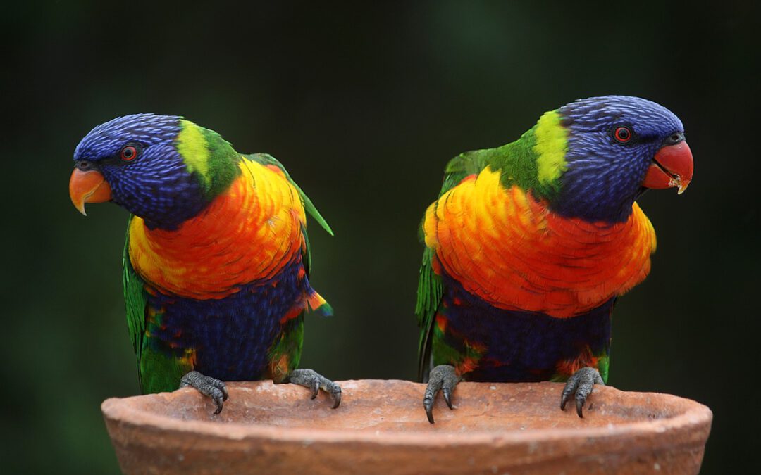 Gestern Regenbogen, heute Rückzieher – und morgen?